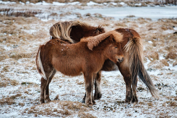 Typical Icelandic hairy horse grazing in snow blizzard. Iceland breed horse in wintertime in hard conditions snowy freezing winter at Iceland. - Foto, immagini