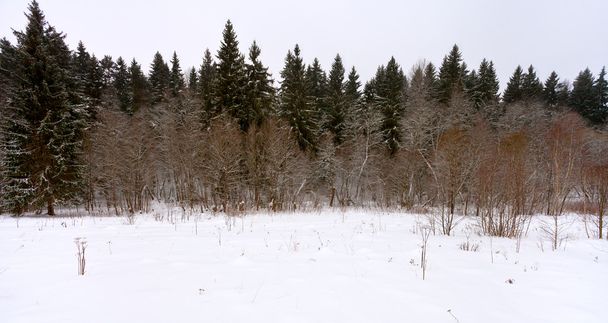 kenar boşluğu çam ormanında kış - Fotoğraf, Görsel