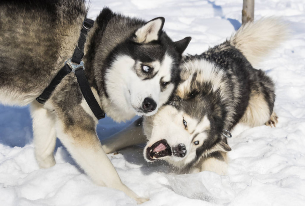 Siberian husky dogs for a walk in the winter park.  - Valokuva, kuva