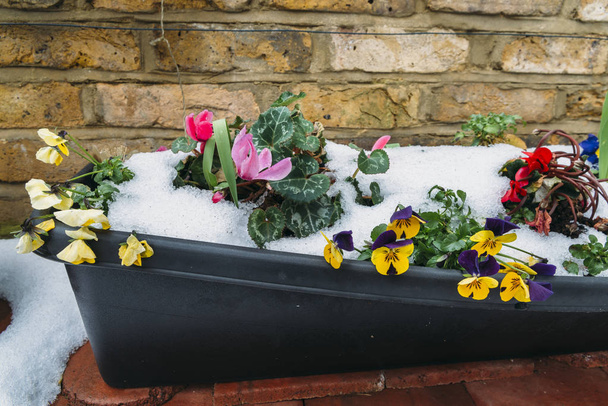 Close up of garden pansies in the snow, waiting for spring, captured in London, UK during the late winter of 2018 also known as Beast of the East weather phenomenon - Photo, Image