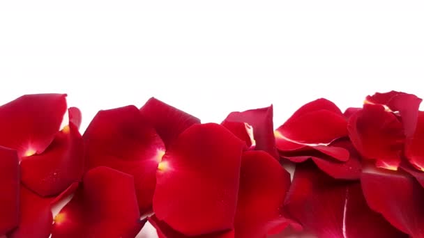vörös rózsa szirmok fehér háttér. - Felvétel, videó