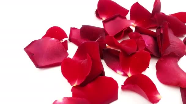 Red rose petals on white background. - Footage, Video