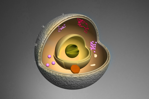 Sección transversal del núcleo
 - Foto, imagen