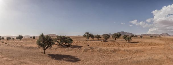 Africké stromy v pouště Namibie s horami. - Fotografie, Obrázek