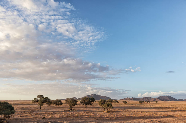 African tree in Namibia desert with mountains in background. With sunset beautiful light. - 写真・画像