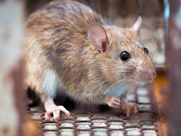 Rat zit gevangen in een kooi of val. de vuile rat besmetting heeft met de ziekte bij mensen zoals Leptospirose en pest. Huizen en woningen mogen geen muizen hebben. kooi vangen controle een rat - Foto, afbeelding