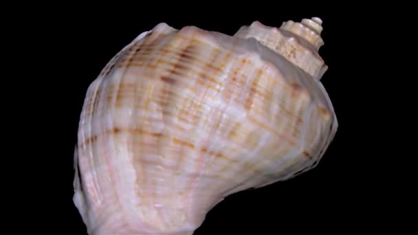 Seashell geïsoleerd op zwarte achtergrond oranje en witte zeeschelp - Video