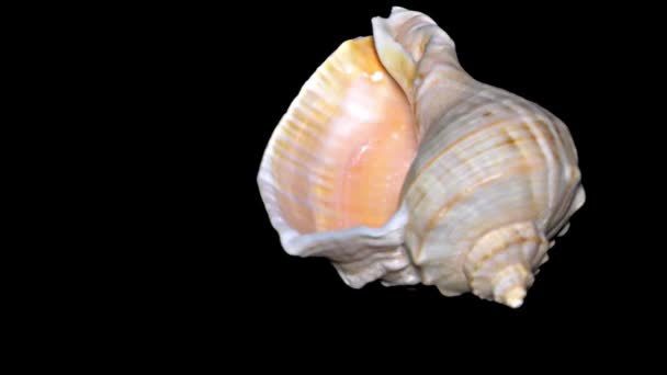 Seashell isolato su sfondo nero Arancio e bianco Seashell
 - Filmati, video