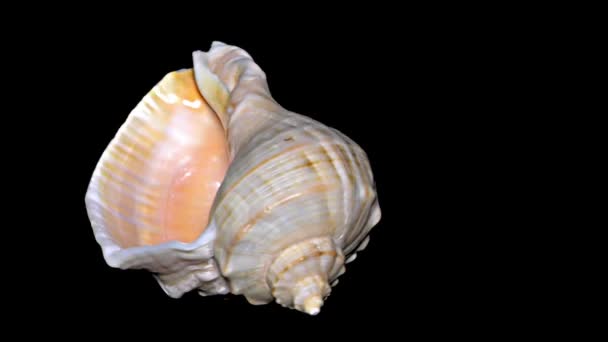 Seashell geïsoleerd op zwarte achtergrond oranje en witte zeeschelp - Video