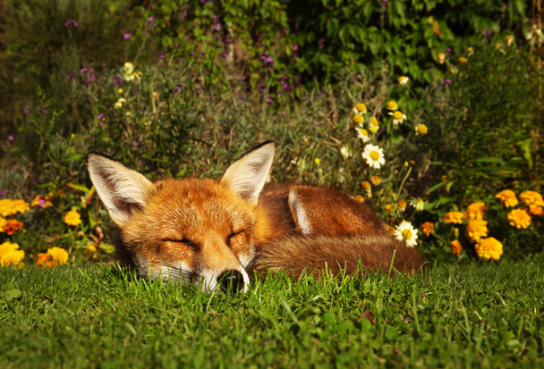 Червона лисиця спить в саду з квітами
 - Фото, зображення