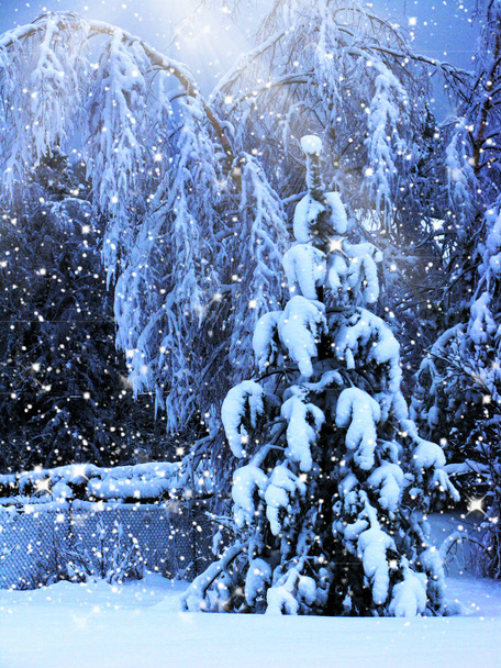 Zimní krajina Les v snow frost s sunny světelných paprsků - Fotografie, Obrázek