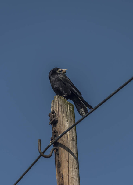 Corvus rook bird with blue sky - Photo, Image