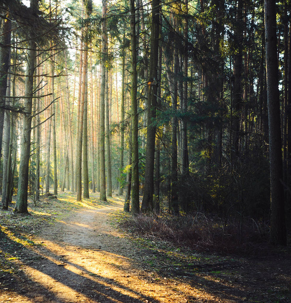 Forest road in the morning with bright sunlight. - 写真・画像