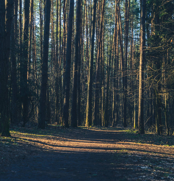 Forest road in the morning with bright sunlight. - 写真・画像