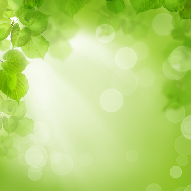 Fondo de hojas verdes, temporada de verano o primavera
 - Foto, Imagen