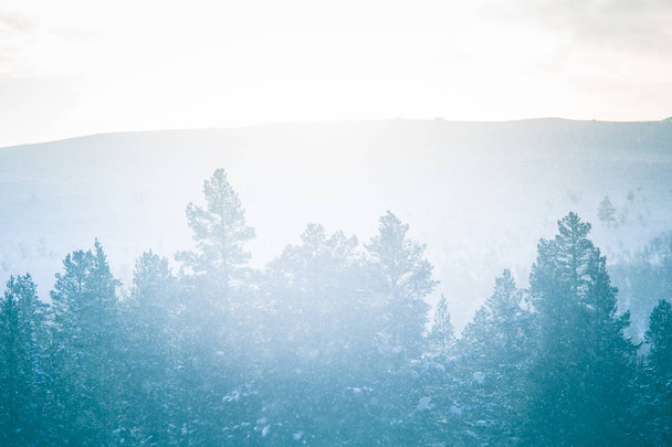 Piękny zimowy krajobraz z ośnieżonych drzew i gór w odległości w środkowej Norwegii. - Zdjęcie, obraz