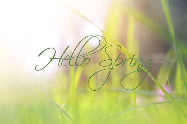 low angle view image of fresh grass. freedom and renewal concept with spring text. - Foto, Bild