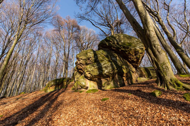 Hiekkakivi kiviä metsässä
 - Valokuva, kuva