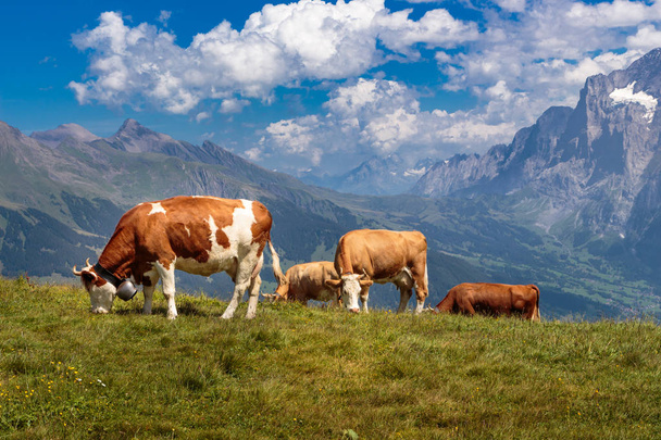 Brown cows in the mountains - Фото, изображение