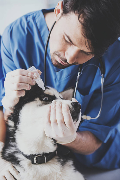 Veterinarian is dripping drops to the dog's eye in clinic - Φωτογραφία, εικόνα