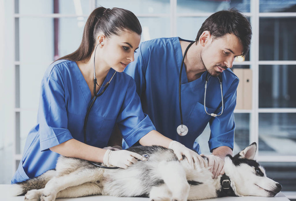Two veterinarian are examining a cute siberian husky at hospital - Foto, afbeelding