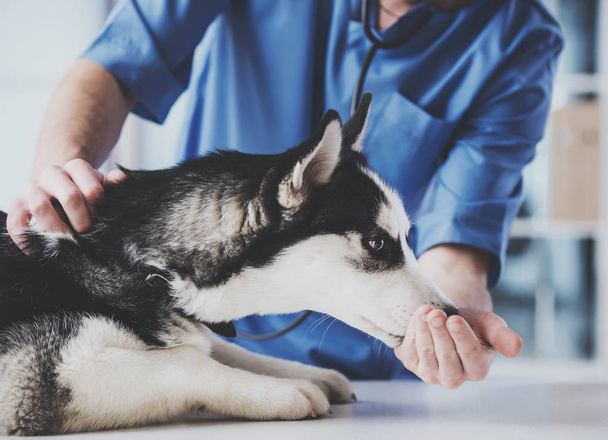 Veterinarian is examining a cute siberian husky at hospital - Φωτογραφία, εικόνα