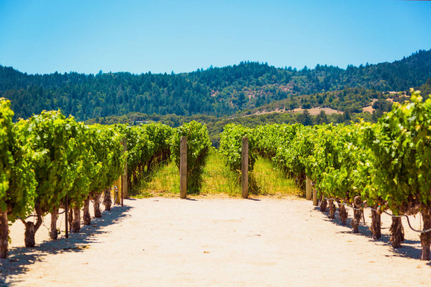Kalifornijskie winnicy krajobraz w Napa Valle - Zdjęcie, obraz
