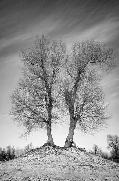 Imagem em preto e branco de árvores gémeas sem folhas
 - Foto, Imagem