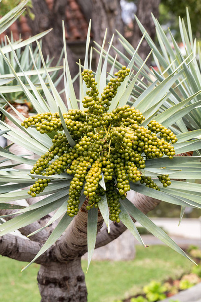 Tête de graine de palmier Bangalow, Archontophoenix cunninghamiana - Photo, image