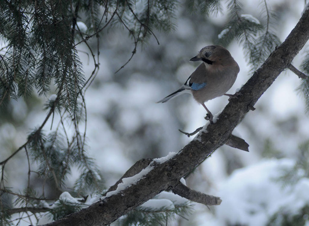 Jay on a branch in the Botanical Garden, in Kiev, January 12, 2017. - Photo, Image
