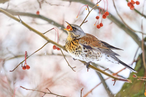 luonnonvarainen lintu nielee punaisia marjoja, muuttaa vuodenaikaa, luonnonvaraiset linnut selviävät kylmässä
 - Valokuva, kuva