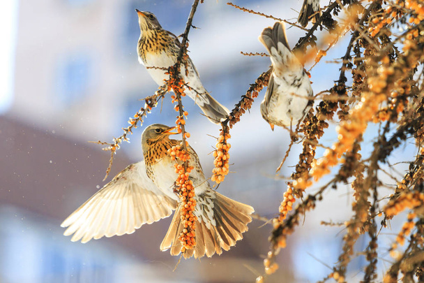 güneşli bir kış gününde güzel kuşlar, sezon değişen sarı çilek yiyin, vahşi kuşlar soğuk hayatta - Fotoğraf, Görsel