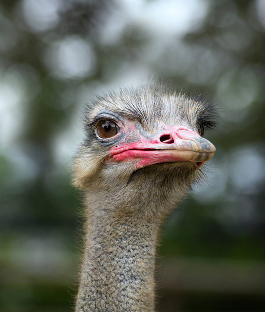 Close up portrait of Ostrich in Dalian forest zoo - Photo, Image