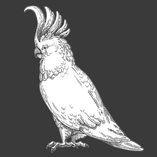 Zoo. African fauna. Cockatoo, bird, parrot. Hand drawn illustration for tattoo design, emblem, badge, t-shirt print. Engraving of wild animal. Classic vintage style image. - Vektör, Görsel