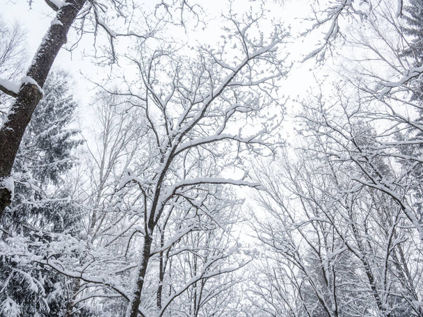 Snow on the trees in the park after the last snowfall. - Fotoğraf, Görsel
