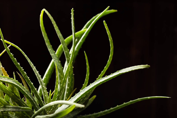 Close up of Aloe Vera plant   - Foto, immagini