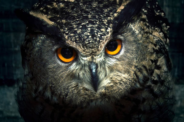 Owl close up. - Photo, Image