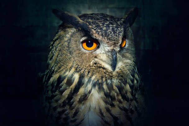 Owl close up at night. - Foto, afbeelding