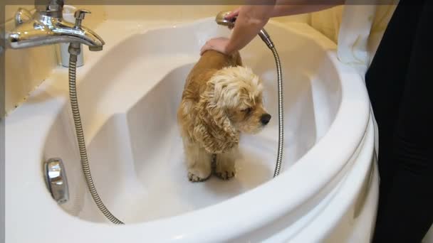 Γυναίκα πλένω σκύλοs πλάτη και την ουρά στο ντους - Πλάνα, βίντεο