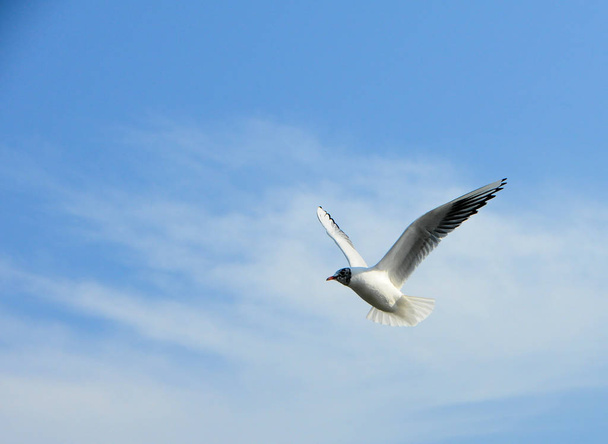 Birds of Ukraine.Gulls fly against the blue sky. Wintering water - Fotografie, Obrázek
