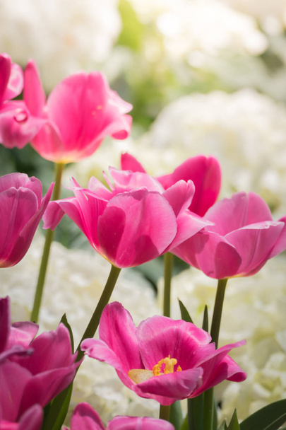 Beautiful bouquet of tulips. colorful tulips. nature background - 写真・画像