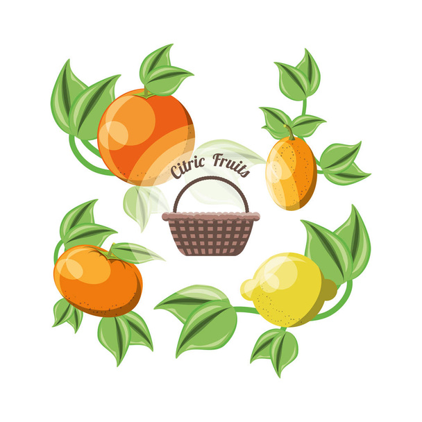 citric fruits design  - Vector, Image