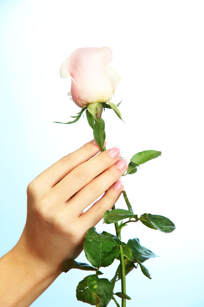 Beautiful woman hand with rose, on blue background - 写真・画像