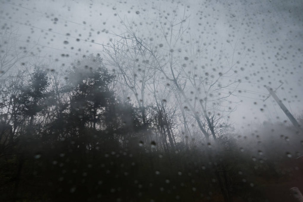 yağmur damlası ile kuru ağaç - Fotoğraf, Görsel