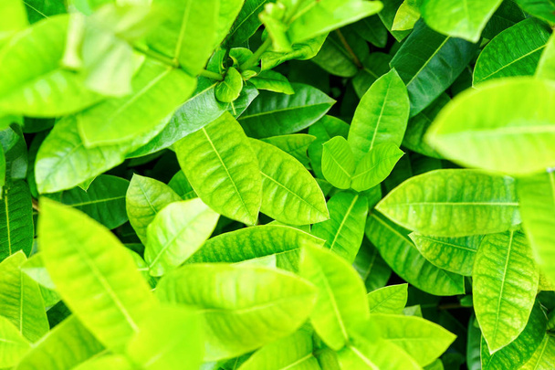 Light green foliage of a healthy plant with leaves. High key, horizontal background or banner. Background texture of tropical nature. Top view with blurred back - Photo, Image