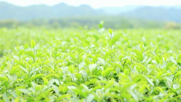 Чай в сельхозугодий свежести в природных
. - Кадры, видео
