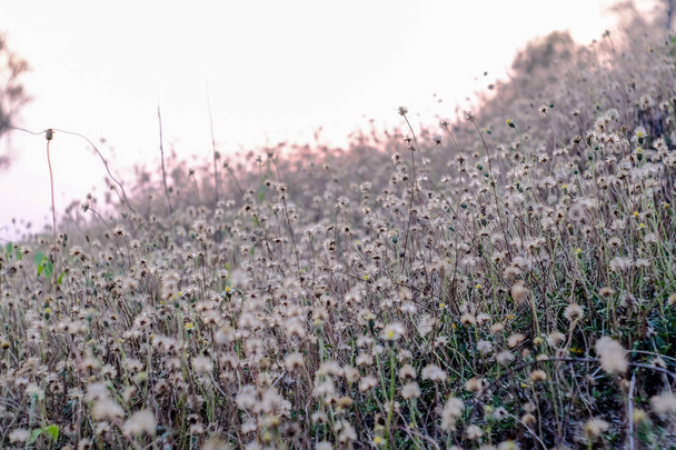 champ d'herbe au coucher du soleil  - Photo, image