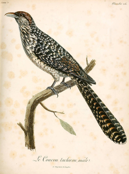Illusztráció egy madár. régi kép - Fotó, kép