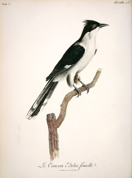 Ilustración de un ave. imagen antigua
 - Foto, imagen
