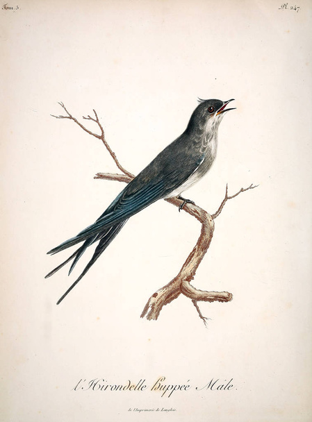 Illustration eines Vogels. altes Bild - Foto, Bild